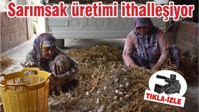 Sarımsak üretimi ithalleşiyor