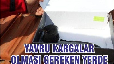 YAVRU KARGALAR OLMASI GEREKEN YERDE