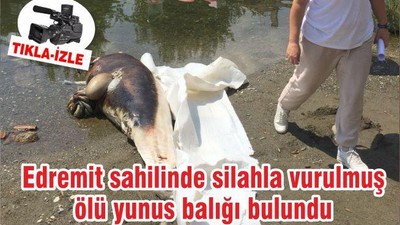 Edremit sahilinde silahla vurulmuş ölü yunus balığı bulundu