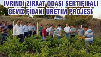 BALIKESİR İVRİNDİ ZİRAAT ODASI SERTİFİKALI CEVİZ FİDANI ÜRETİM PROJESİ