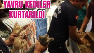 YAVRU KEDİLER KURTARILDI