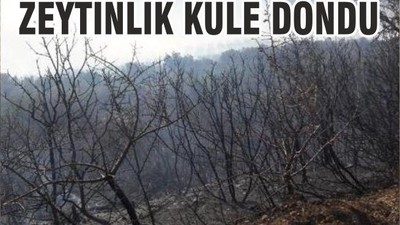 ZEYTİNLİK KÜLE DÖNDÜ