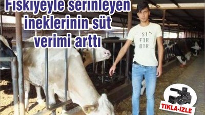 Fıskiyeyle serinleyen ineklerinin süt verimi arttı