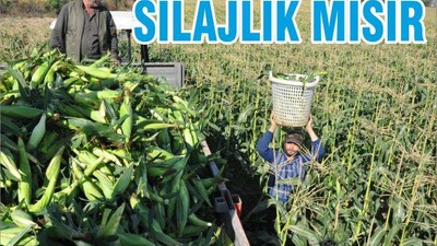 SİLAJLIK MISIR