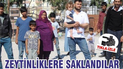 ZEYTİNLİKLERE SAKLANDILAR