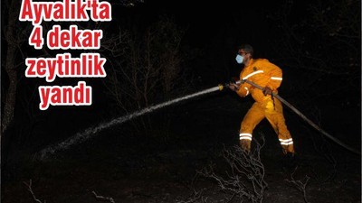 Ayvalık'ta 4 dekar zeytinlik yandı