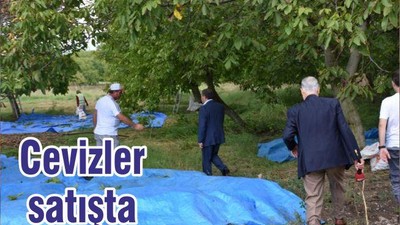 Cevizler satışta