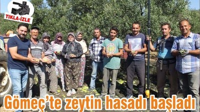 Gömeç’te zeytin hasadı başladı