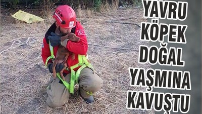 YAVRU KÖPEK DOĞAL YAŞMINA KAVUŞTU