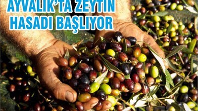 AYVALIK’TA ZEYTİN HASADI BAŞLIYOR