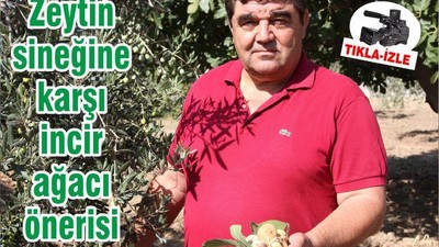 Zeytin sineğine karşı incir ağacı önerisi