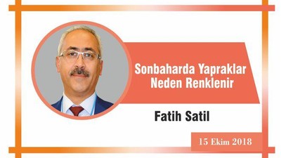 Sonbaharda Yapraklar Neden Renklenir