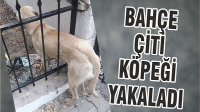 BAHÇE ÇİTİ KÖPEĞİ YAKALADI