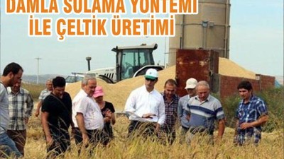 DAMLA SULAMA YÖNTEMİ İLE ÇELTİK ÜRETİMİ