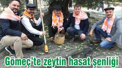Gömeç’te zeytin hasat şenliği