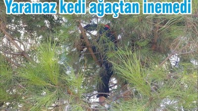 Yaramaz kedi ağaçtan inemedi