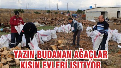 YAZIN BUDANAN AĞAÇLAR KIŞIN EVLERİ ISITIYOR