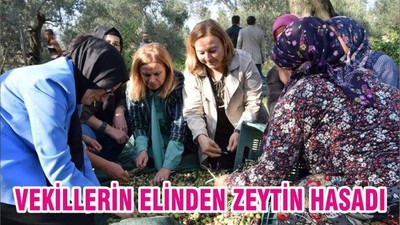 VEKİLLERİN ELİNDEN ZEYTİN HASADI