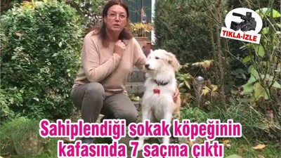Sahiplendiği sokak köpeğinin kafasında 7 saçma çıktı