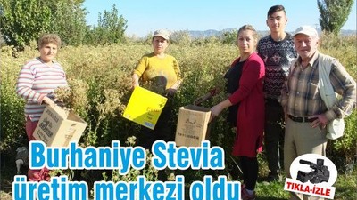 Burhaniye Stevia üretim merkezi oldu