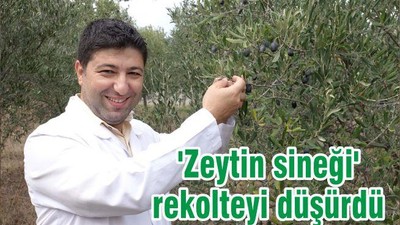 'Zeytin sineği' rekolteyi düşürdü