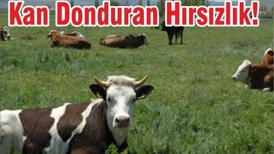 Kan Donduran Hırsızlık!