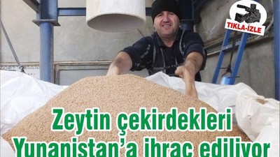 Zeytin çekirdekleri Yunanistan’a ihraç ediliyor