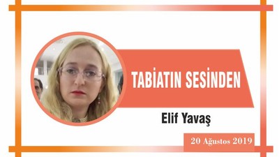 TABİATIN SESİNDEN