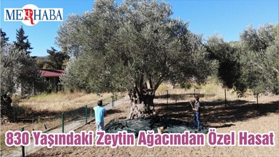 830 Yaşındaki Zeytin Ağacından Özel Hasat