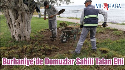 Burhaniye’de Domuzlar Sahili Talan Etti
