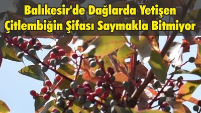 Balıkesir'de Dağlarda Yetişen Çitlembiğin Şifası Saymakla Bitmiyor