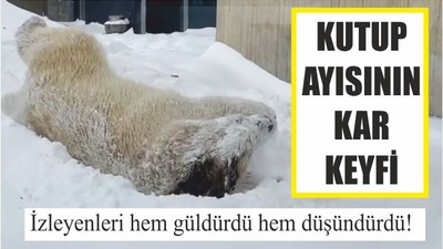 Kutup Ayısının Kar Keyfi