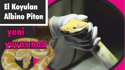 El Koyulan Albino Piton Yeni Yuvasında