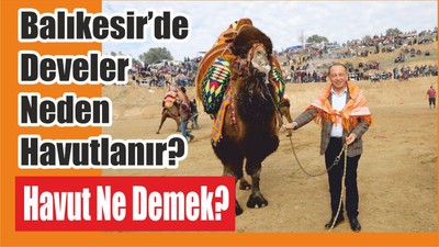 Balıkesir’de Develer Neden Havutlanır? Havut Ne Demek?