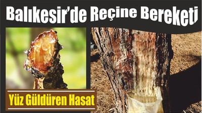 Balıkesir’de Reçine Bereketi