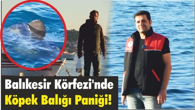 Balıkesir Körfezi'nde Köpek Balığı Paniği!