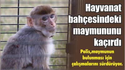 Hayvanat bahçesine konulan maymununu kaçırdı