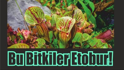 Bu Bitkiler Etobur!