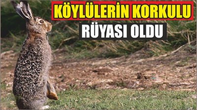 Köylülerin korkulu rüyası oldu