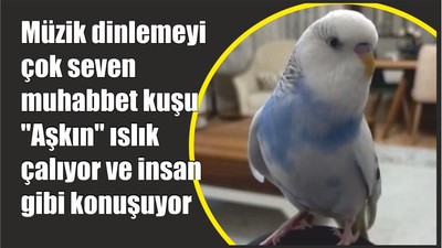 "Aşkın" ıslık çalıyor ve insan gibi konuşuyor