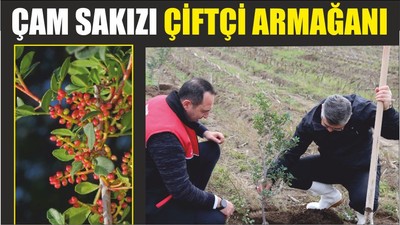 ÇAM SAKIZI ÇİFTÇİ ARMAĞANI