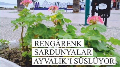 RENGÂRENK SARDUNYALAR AYVALIK’I SÜSLÜYOR