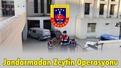 Jandarmadan Zeytin Hırsızlarına Suçüstü