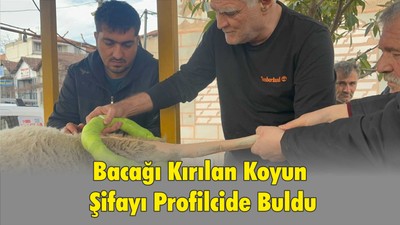 Bacağı Kırılan Koyun Şifayı Profilcide Buldu