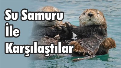 Su Samuru İle Karşılaştılar