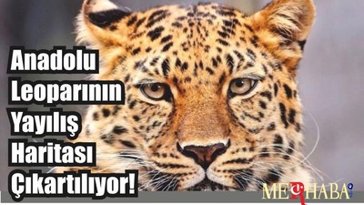 Anadolu Leoparının Yayılış Haritası Çıkartılıyor!