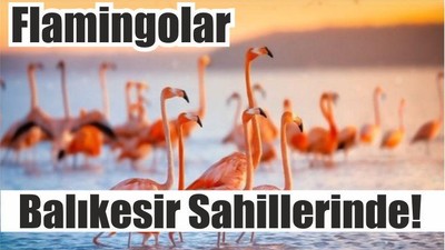 Flamingolar Balıkesir Sahillerinde!