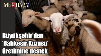 Büyükşehir’den ‘Balıkesir Kuzusu’ üretimine destek