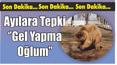 Ayılara Tepki ‘’Gel Yapma Oğlum’’