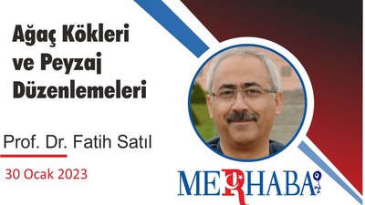 Ağaç Kökleri ve Peyzaj Düzenlemeleri